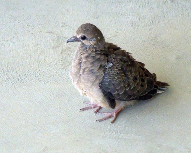 dscn0620_fledged-baby-dove